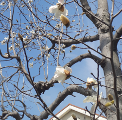 街路樹に咲いた白い花