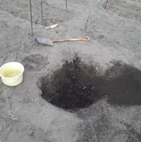 シャベルで掘った、畑の穴