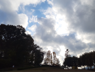 cloudy sky and trees