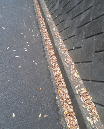 側溝に落ち葉がたまっている。